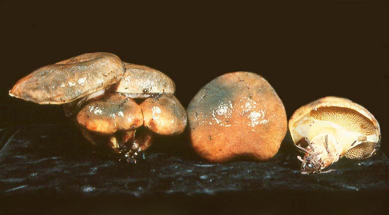 Suillus imitatus var viridescens